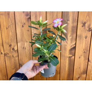 Púštna ruža (Adenium obesum) ´PINK STAR´ – výška 15-25 cm, kont. C1L - RUŽOVÁ
